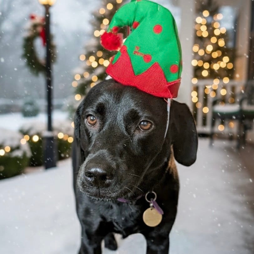 The Worthy Dog | Elf Party Hat
