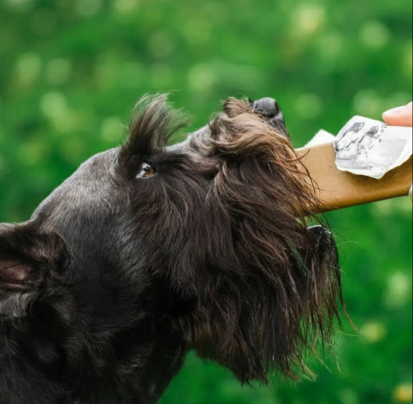 Blue Pet | GoFuel Energy & Mobility Bar