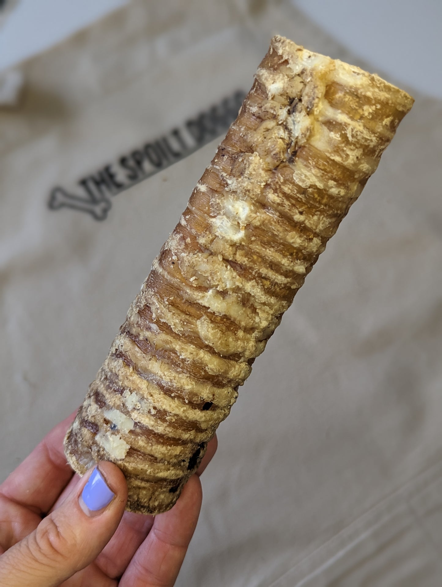 Beef Trachea