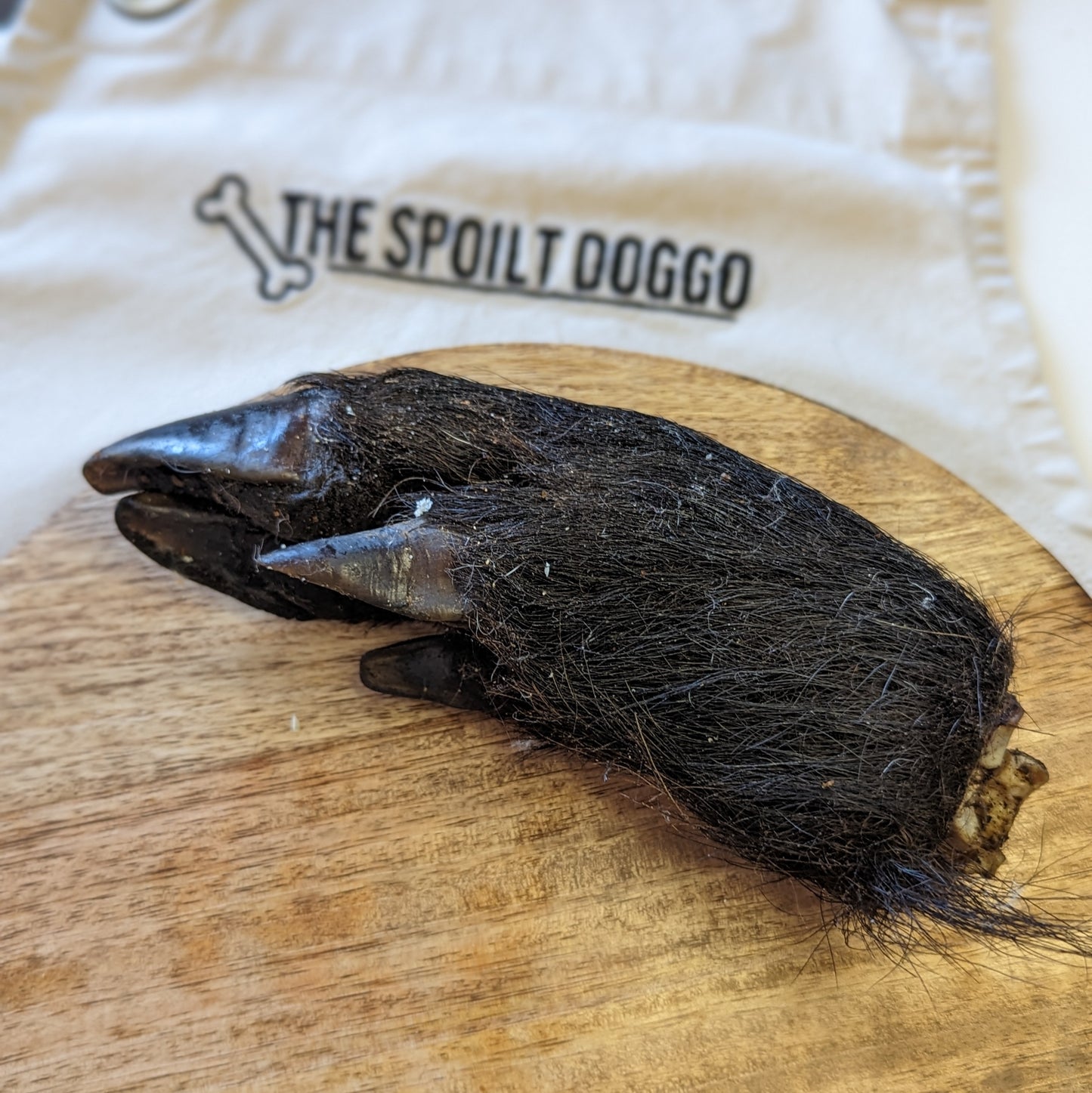 Hairy Wild Boar Foot
