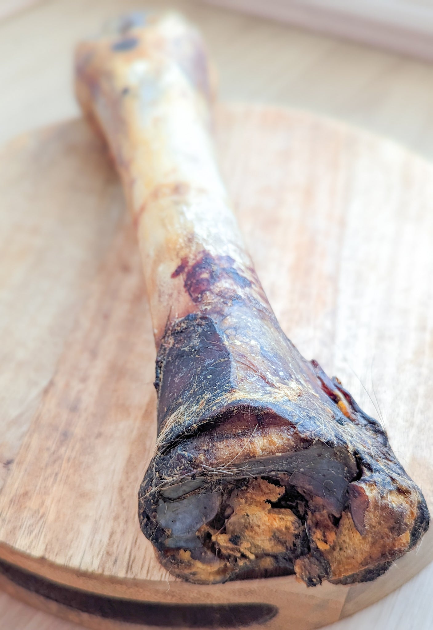 Horse Foot Bone With Tendon