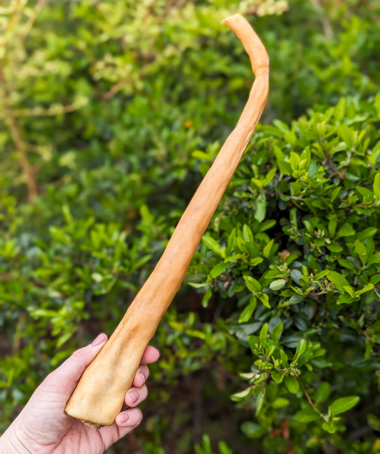 Buffalo Tail | 3 Sizes