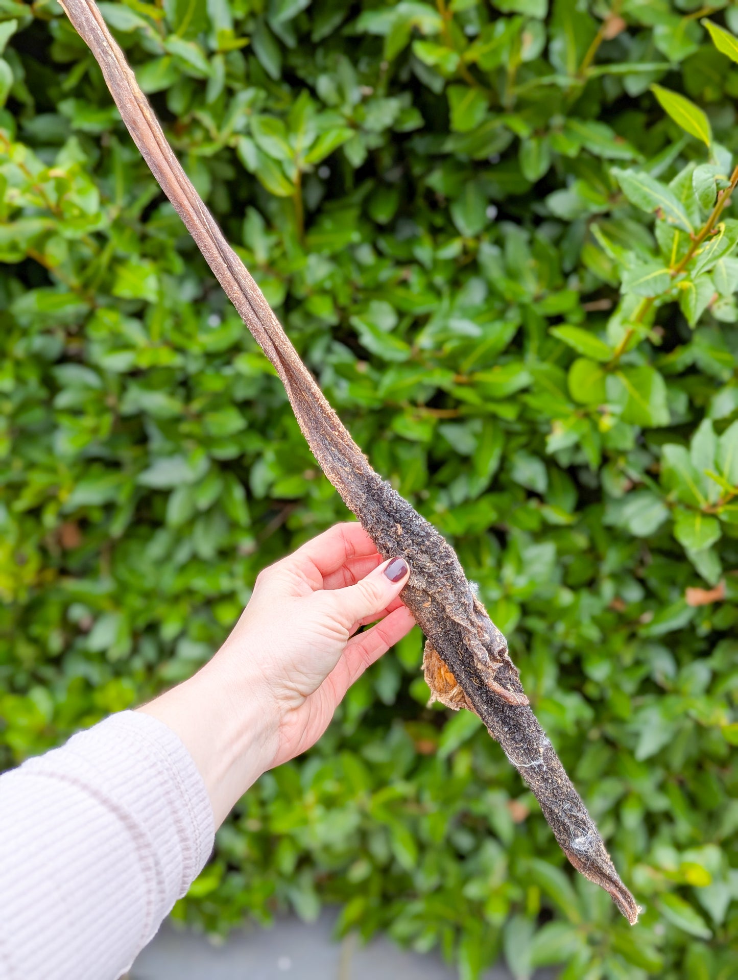 Buffalo Tripe Stick | JUMBO