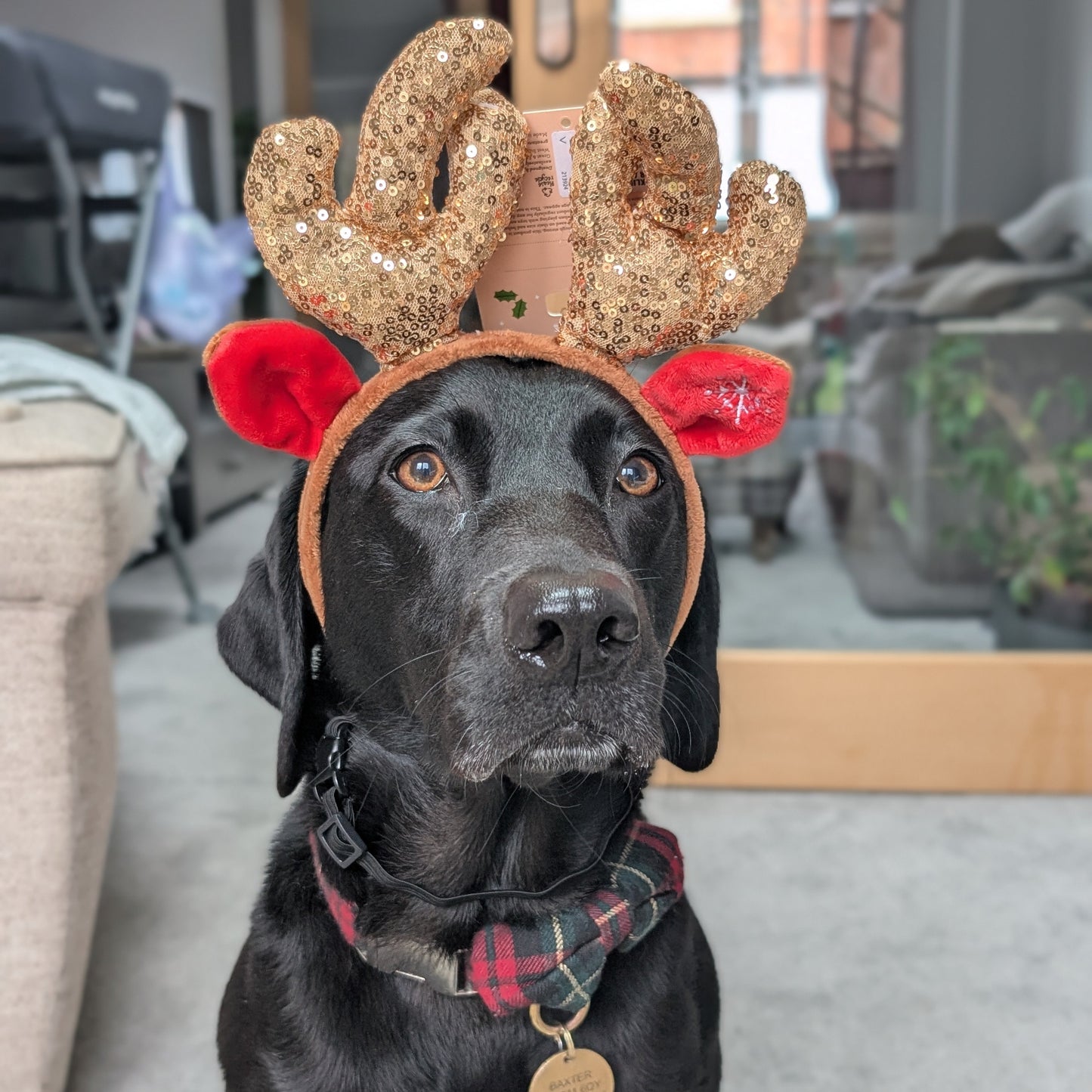 Great&Small | Sparkling Reindeer Antlers