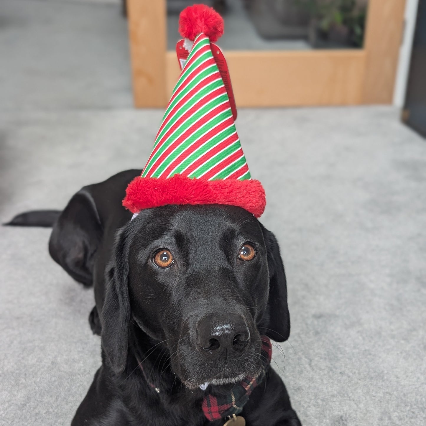 The Worthy Dog | Christmas Pawty Hat
