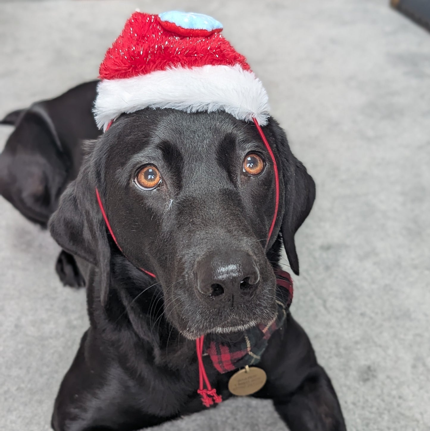 Great&Small | Santa Hat with Snowflake | Small