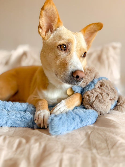 Comforting Soft & Snuggly Friends