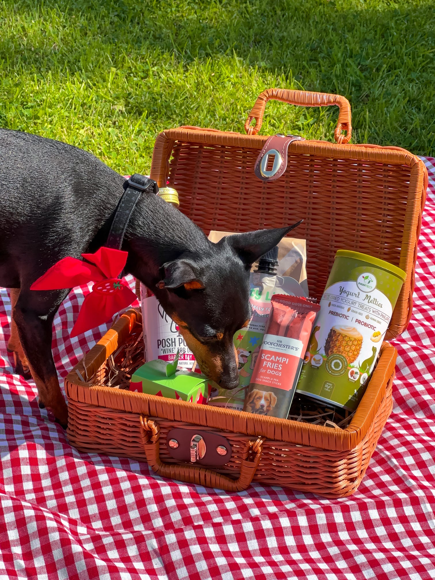 Spoil-A-Doggo Gift Card – The Spoilt Doggo