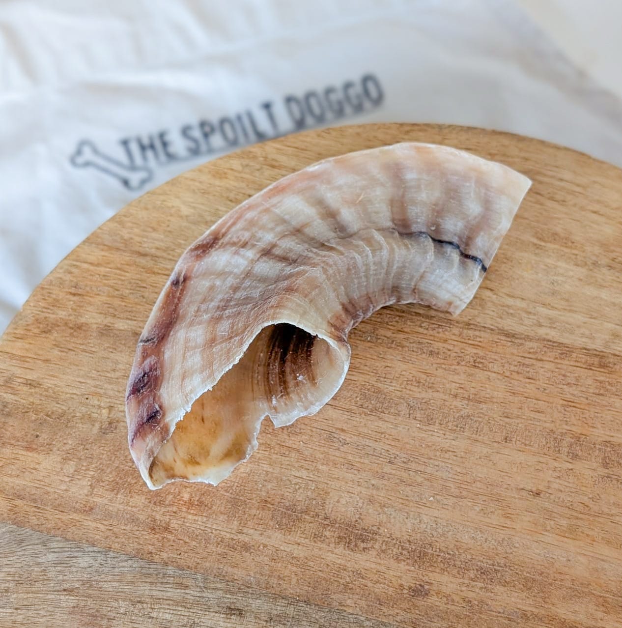 Lamb Horn