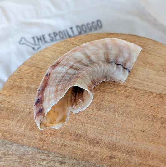 Lamb Horn
