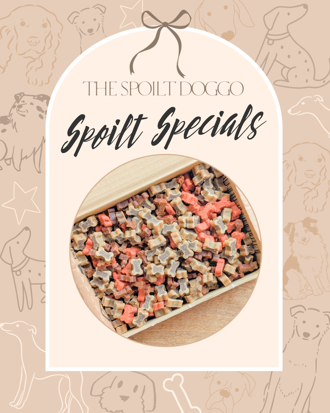 🐾✨ SPOILT SPECIALS ✨🐾