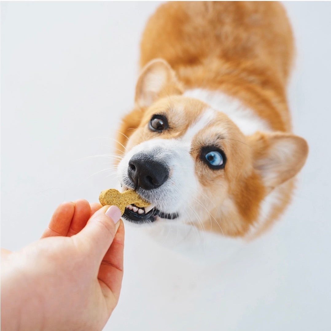 Gizzls Brain Booster Dog Treats | Peanut Butter & Blueberry *NEW BIGGER SIZE