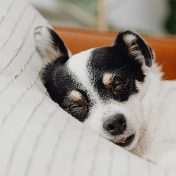 Gizzls Sweet Dreams Dog Treats | Peanut Butter & Chamomile *NEW BIGGER SIZE