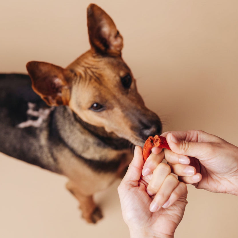 VegDog Beevys