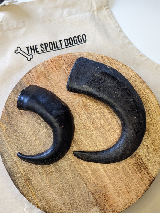 Buffalo Horns - Various Sizes