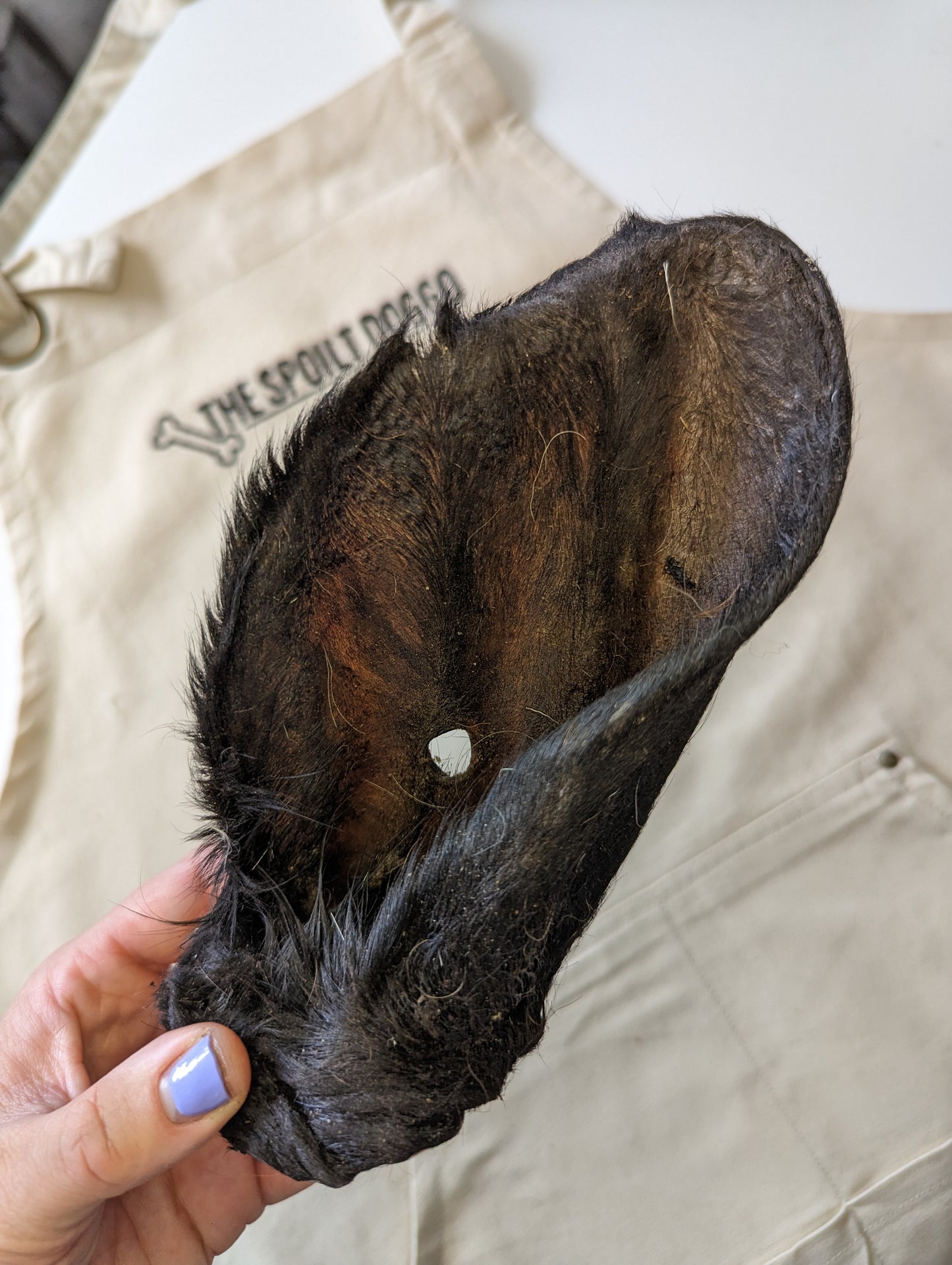 Hairy Cow Ear | Large