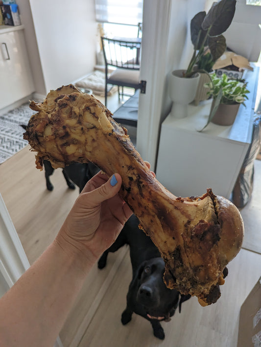 Roasted "Whopper" Bone JUMBO