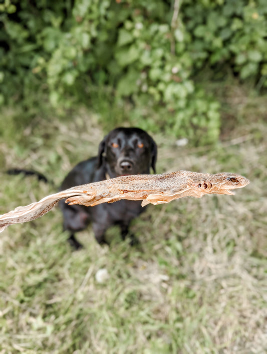 Whole Shark Dogfish