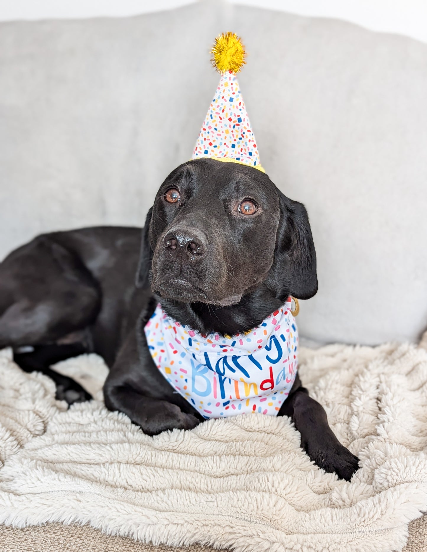 Pawty Time Sprinkle Hat & Bandana Set | M/L