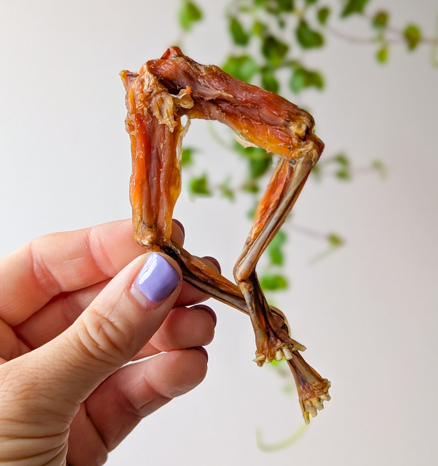 Wild 'n' Fresh Treats | Dehydrated Frog Legs