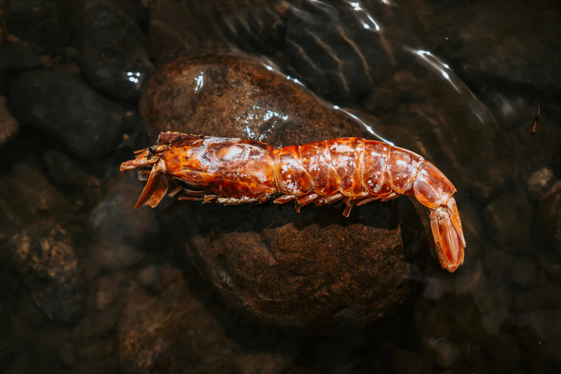 Wild 'n' Fresh Treats | Argentine Red Shrimp