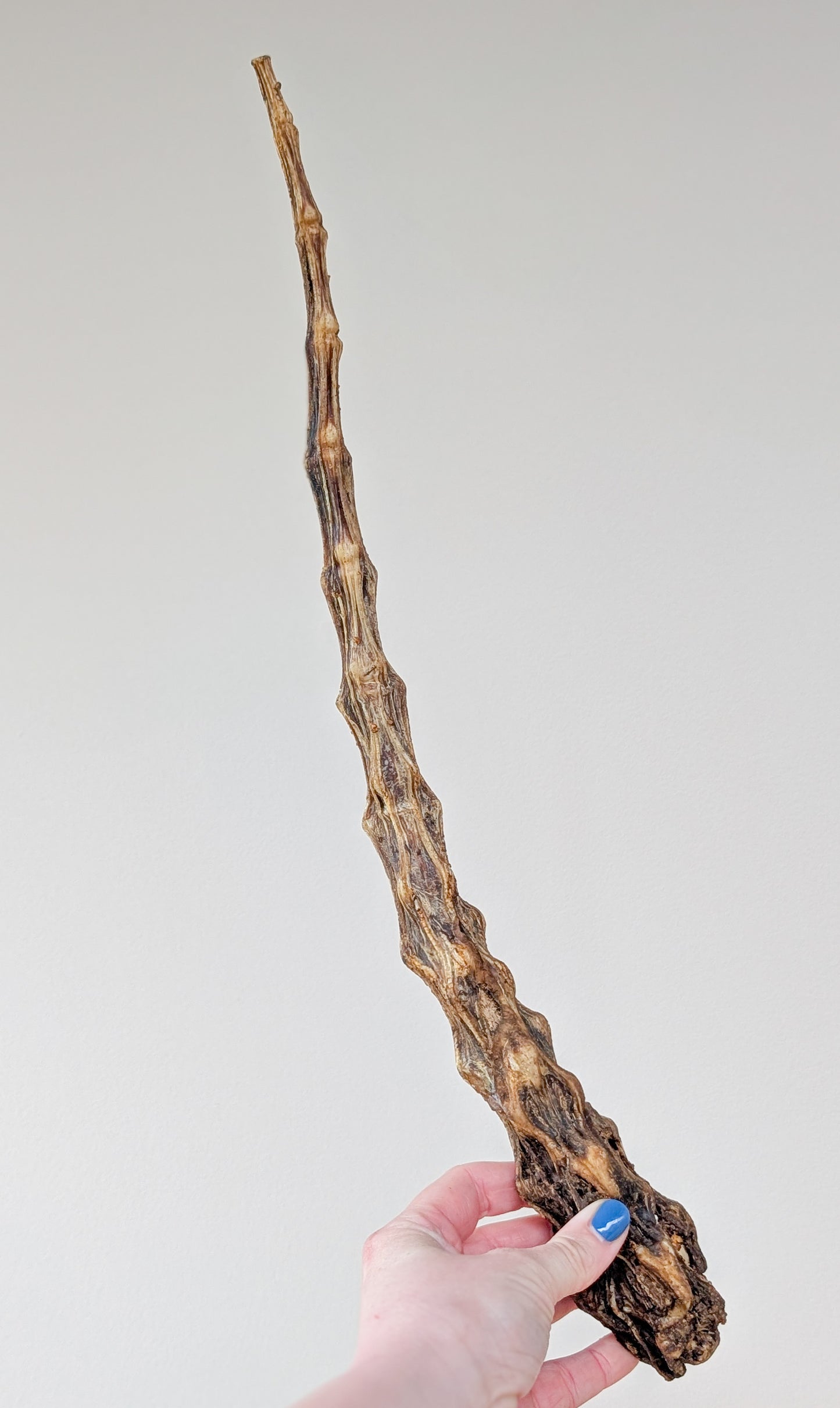"Elder Wand" Ribbed Buffalo Tail