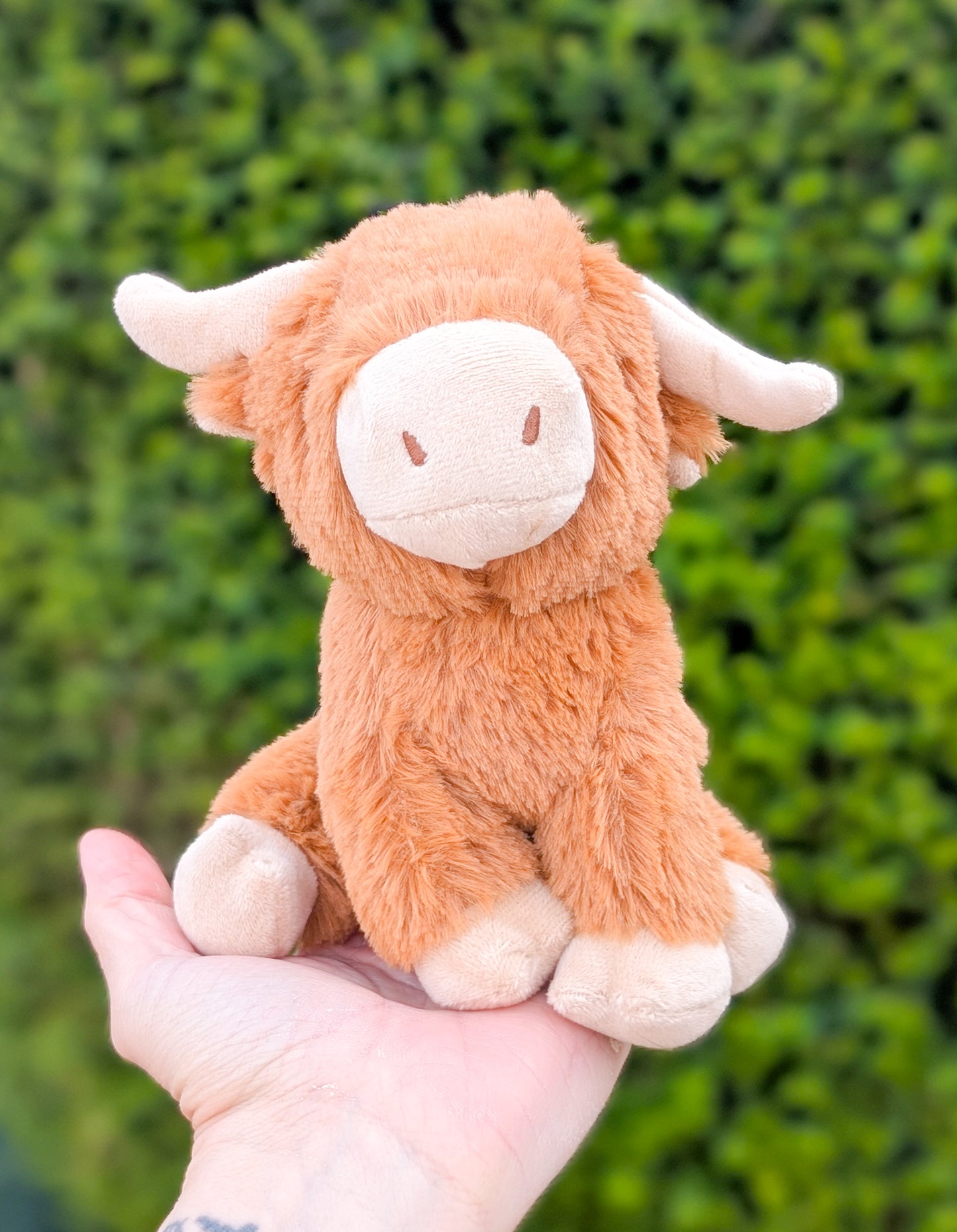 Little Doggo | Highland Cow