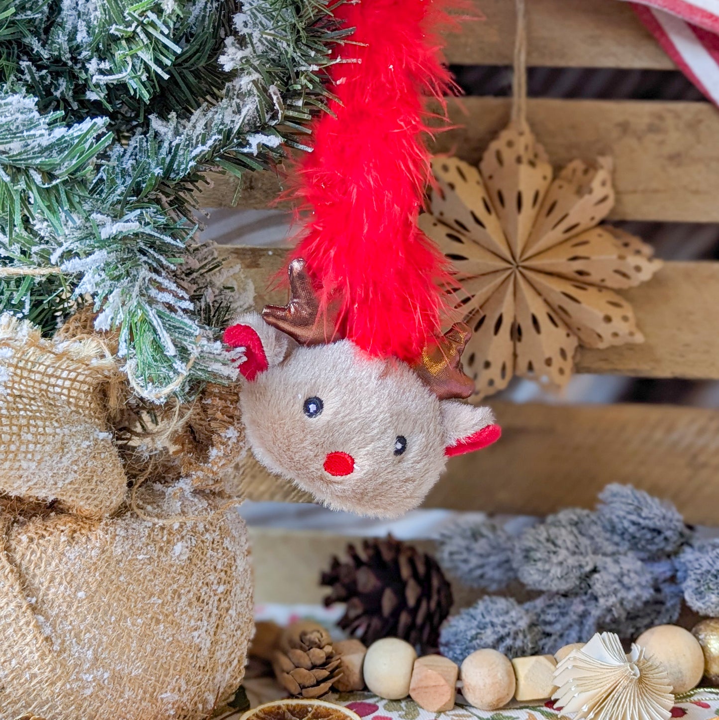 🐈‍⬛ Roxy Reindeer | Cat Teaser