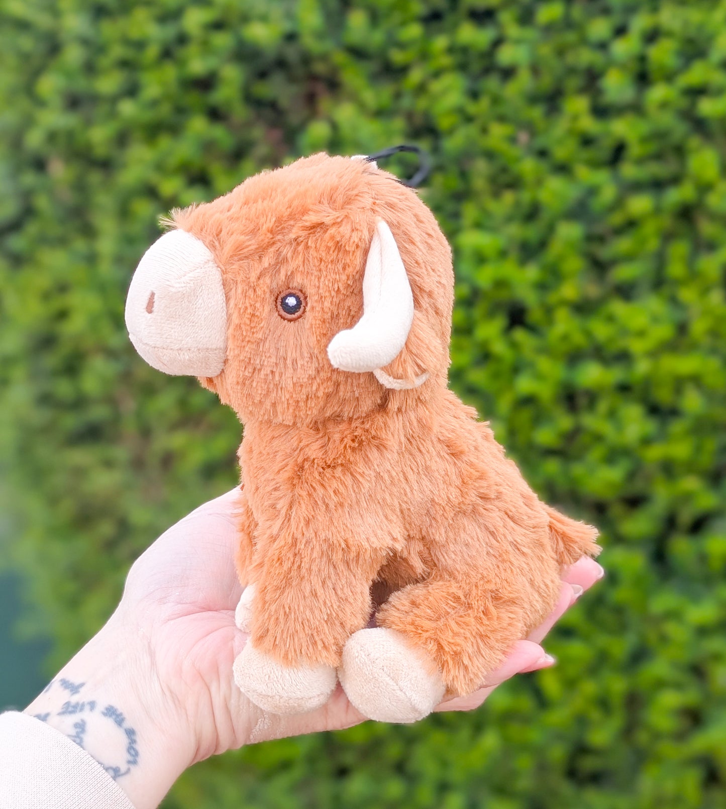 Little Doggo | Highland Cow