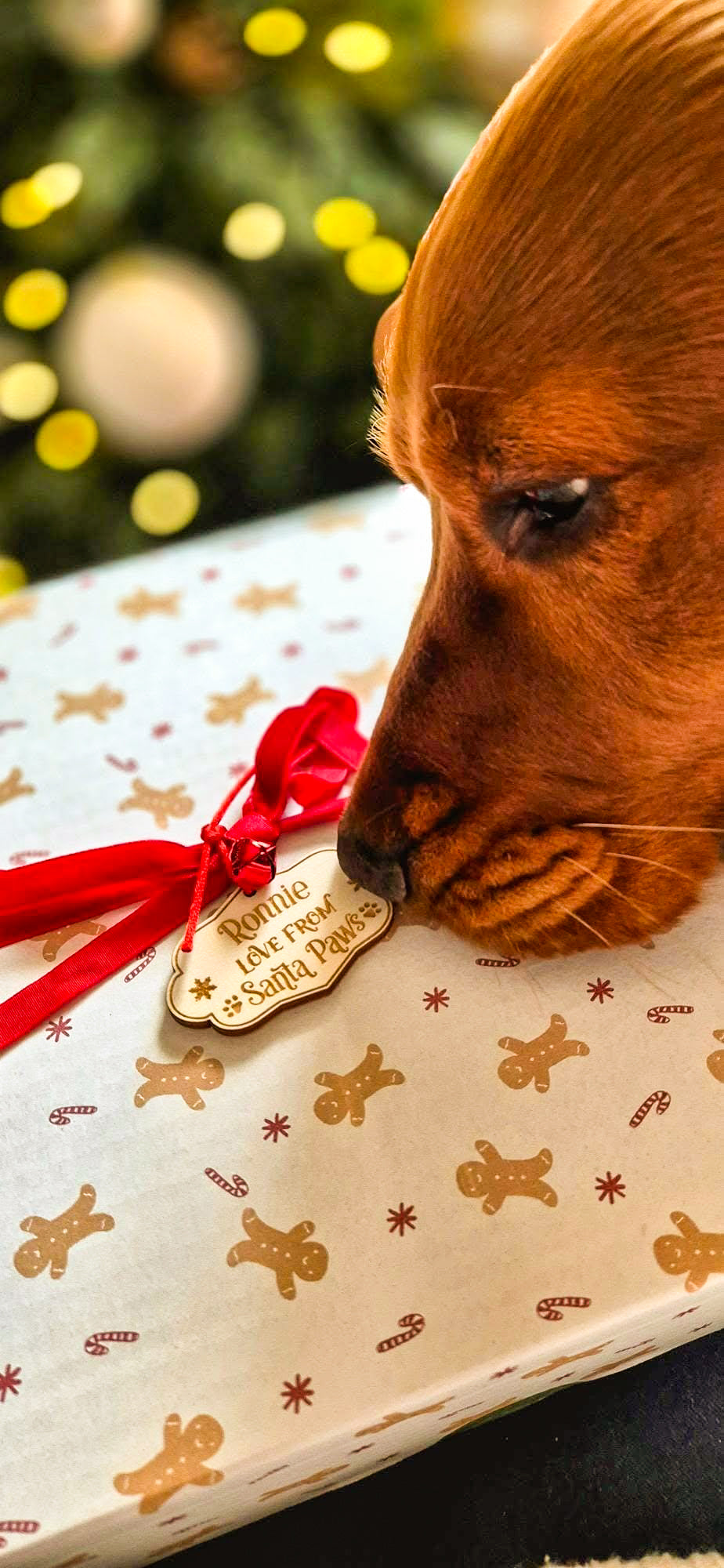 The Spoilt Doggo 🎁 Advent Calendar 2025 🎁