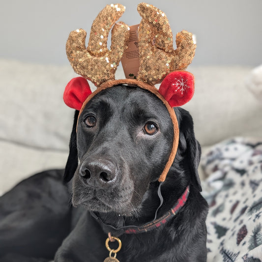 Great&Small | Sparkling Reindeer Antlers