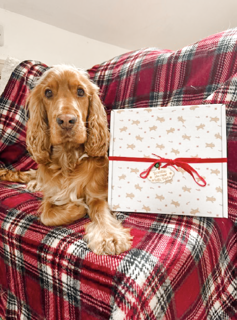 The Spoilt Doggo 🎁 Advent Calendar 2025 🎁