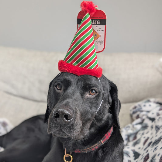 The Worthy Dog | Christmas Pawty Hat