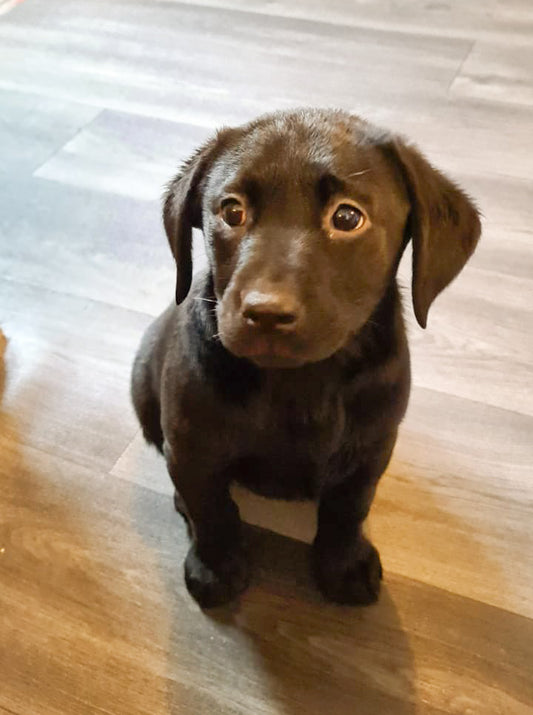 Puppy Mystery Box | 8 Weeks | RRP £12