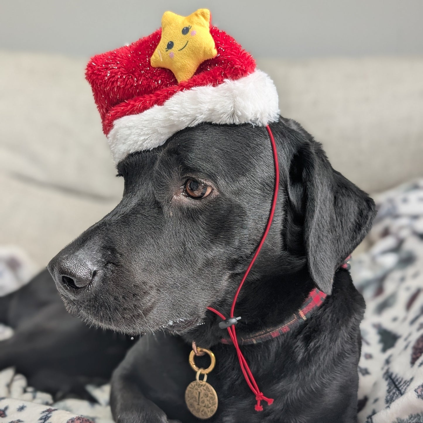 Great&Small | Santa Hat with Star | Medium
