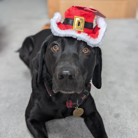 The Worthy Dog | Cowboy Santa Hat