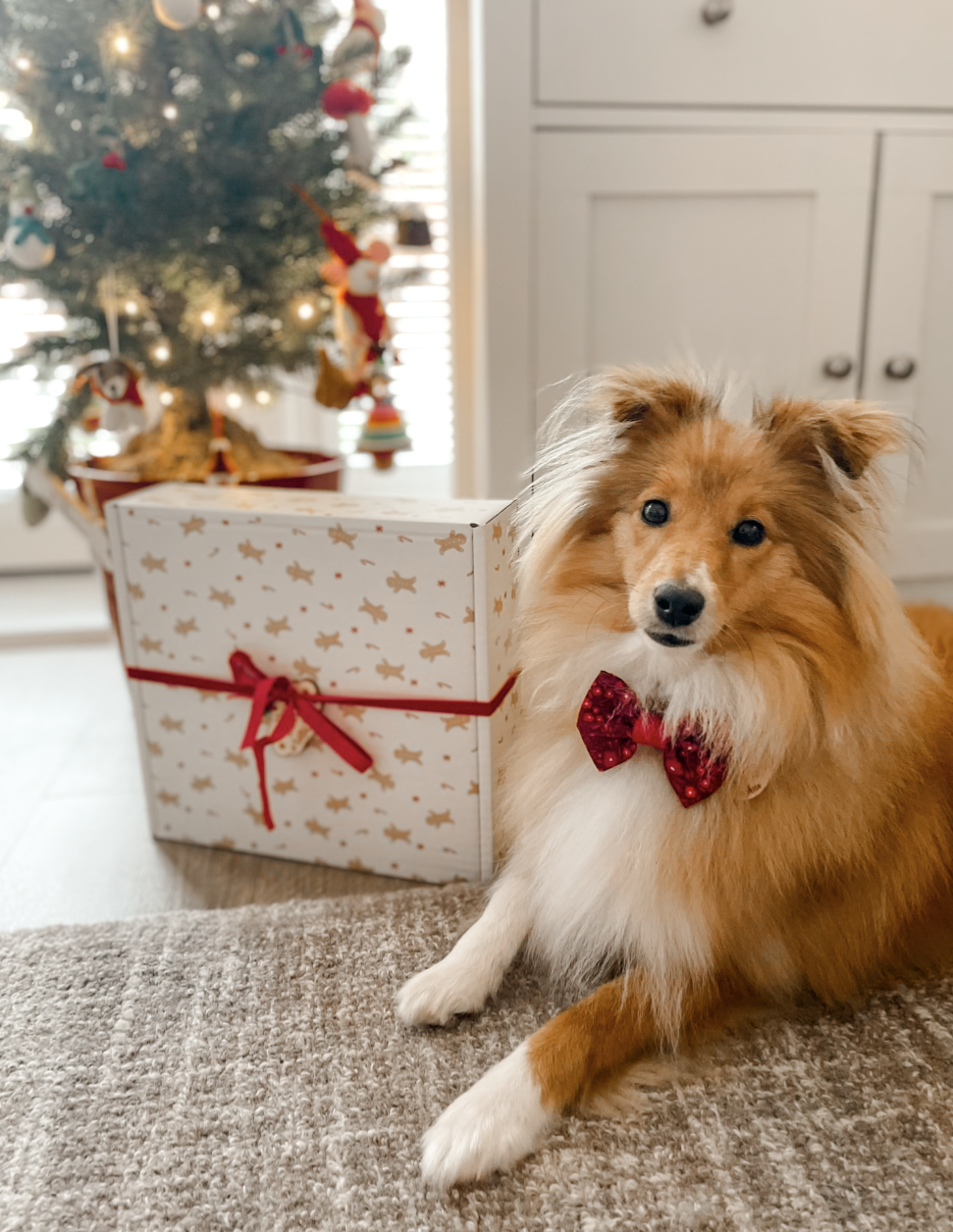 The Spoilt Doggo 🎁 Advent Calendar 2025 🎁
