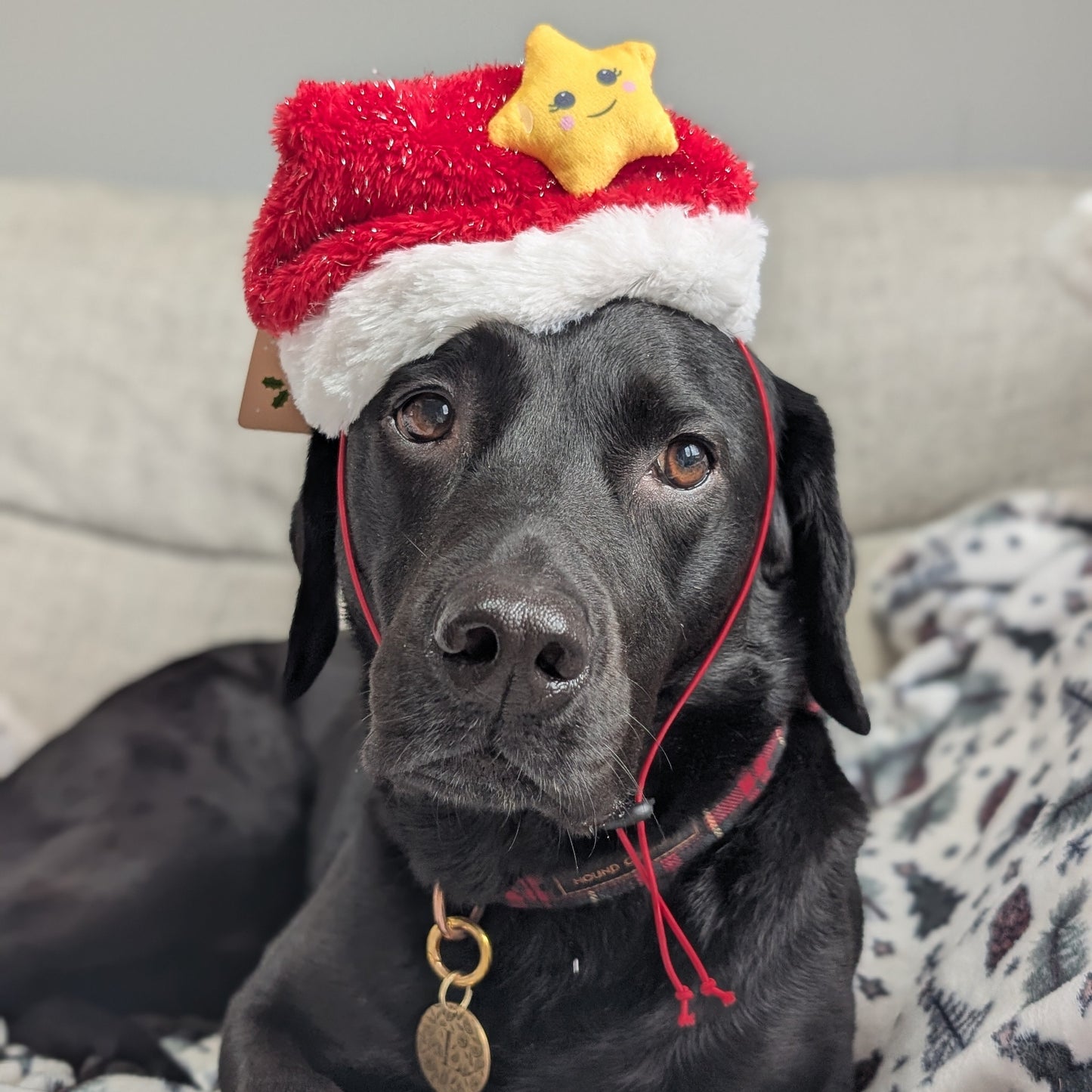 Great&Small | Santa Hat with Star | Medium