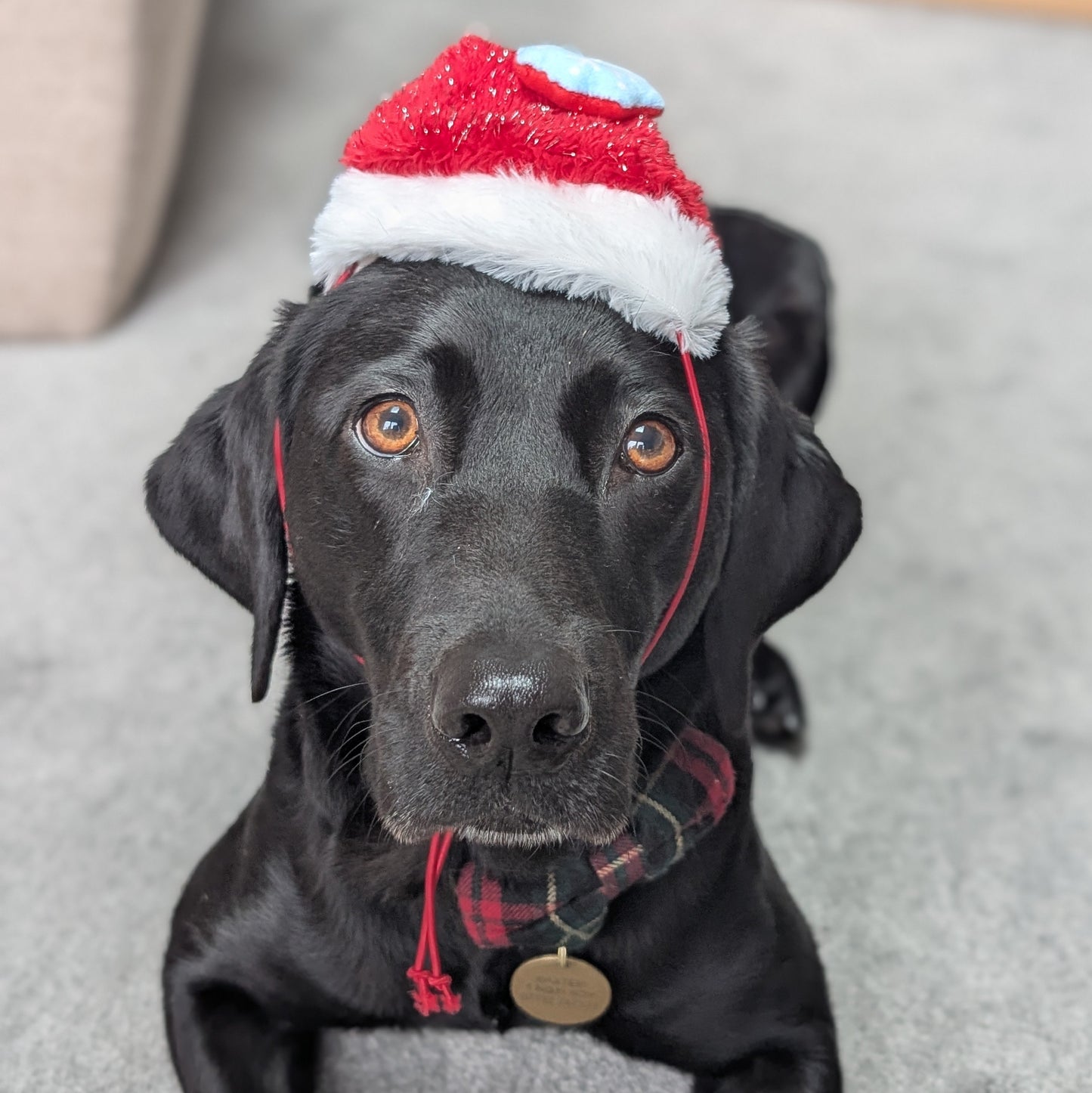 Great&Small | Santa Hat with Snowflake | Small