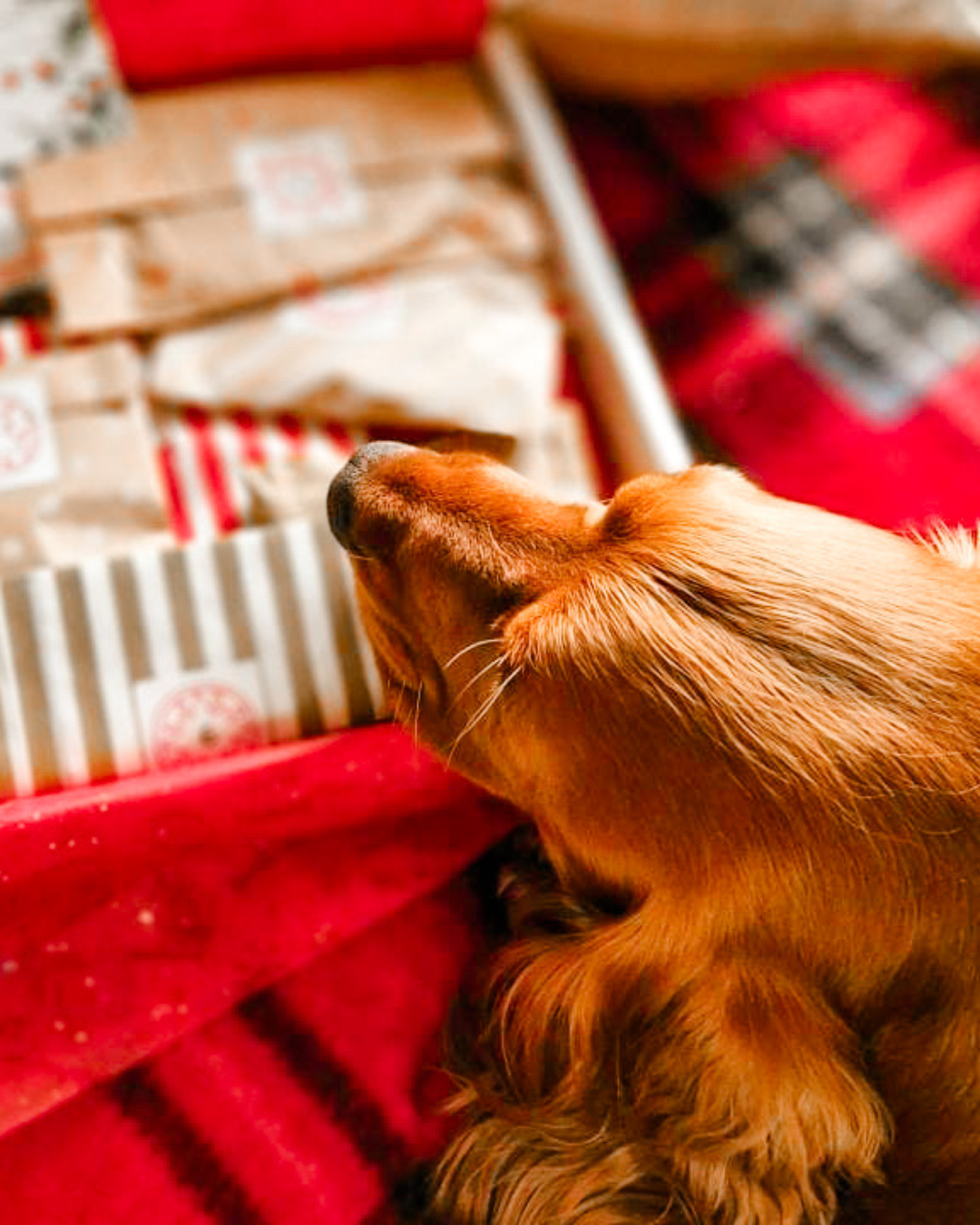 The Spoilt Doggo 🎁 Advent Calendar 2025 🎁