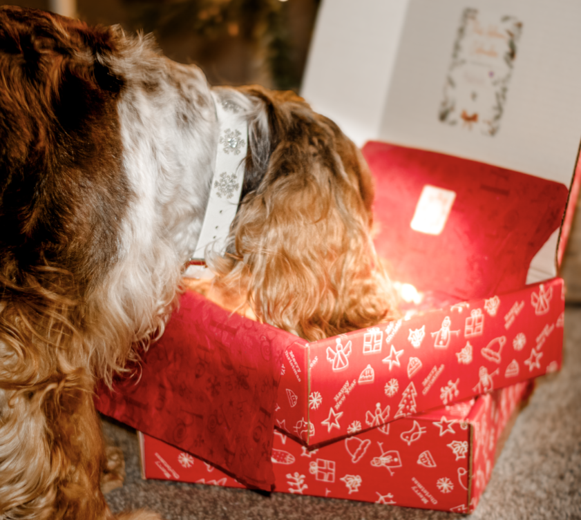The Spoilt Doggo 🎁 Advent Calendar 2025 🎁